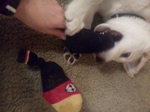 Hundespielzeug Socken